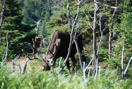 Cape Breton