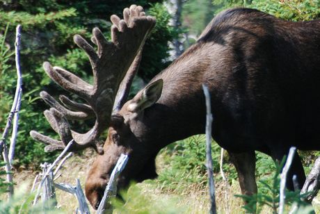 Cape Breton
