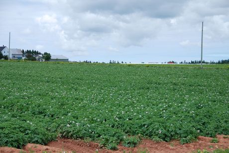 PEI