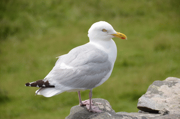 Mouette