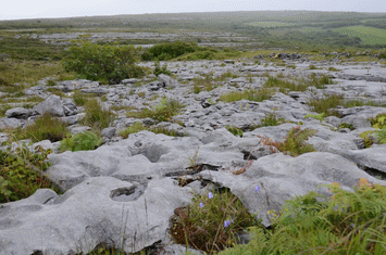 Burren