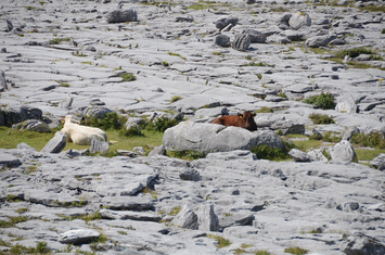 Burren