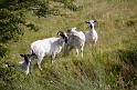 Irlande_J13_010