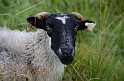 Irlande_J16_069