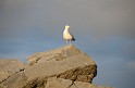 Irlande_J21_160
