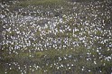 Islande_J15_009