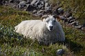 Islande_J16_037