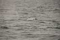 Islande_J18_016