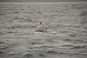 Islande_J18_018