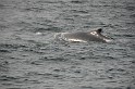 Islande_J18_026