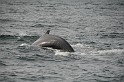 Islande_J18_028