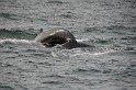 Islande_J18_029