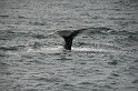 Islande_J18_031