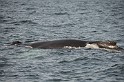 Islande_J18_042