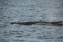 Islande_J18_057