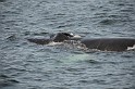 Islande_J18_060