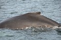 Islande_J18_063