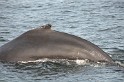 Islande_J18_064