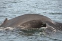 Islande_J18_066