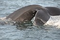 Islande_J18_067