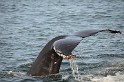 Islande_J18_069