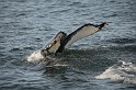 Islande_J18_071