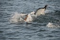 Islande_J18_072