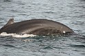 Islande_J18_074