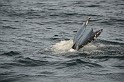 Islande_J18_077