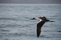 Islande_J18_079