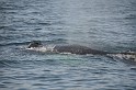 Islande_J18_087
