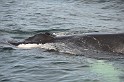 Islande_J18_100
