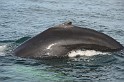 Islande_J18_107