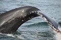 Islande_J18_111