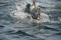 Islande_J18_113