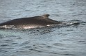 Islande_J18_117