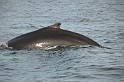 Islande_J18_118