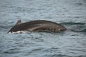 Islande_J18_119