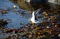 Islande_J5_101