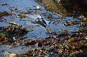 Islande_J5_102