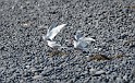 Islande_J6_048