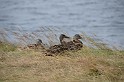 Islande_J8_062