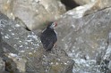 Islande_J8_079
