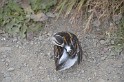 Islande_J8_084